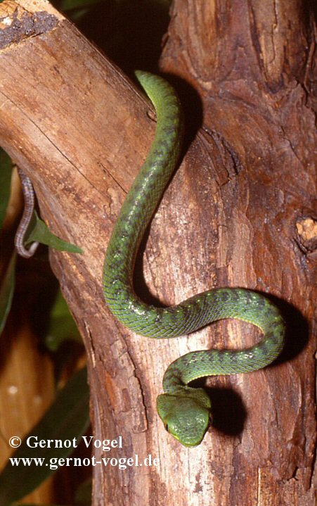 Trimeresurus fucatus female baby